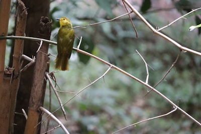 Close-up of a colorful bird perched on a bamboo branch near the cabin.