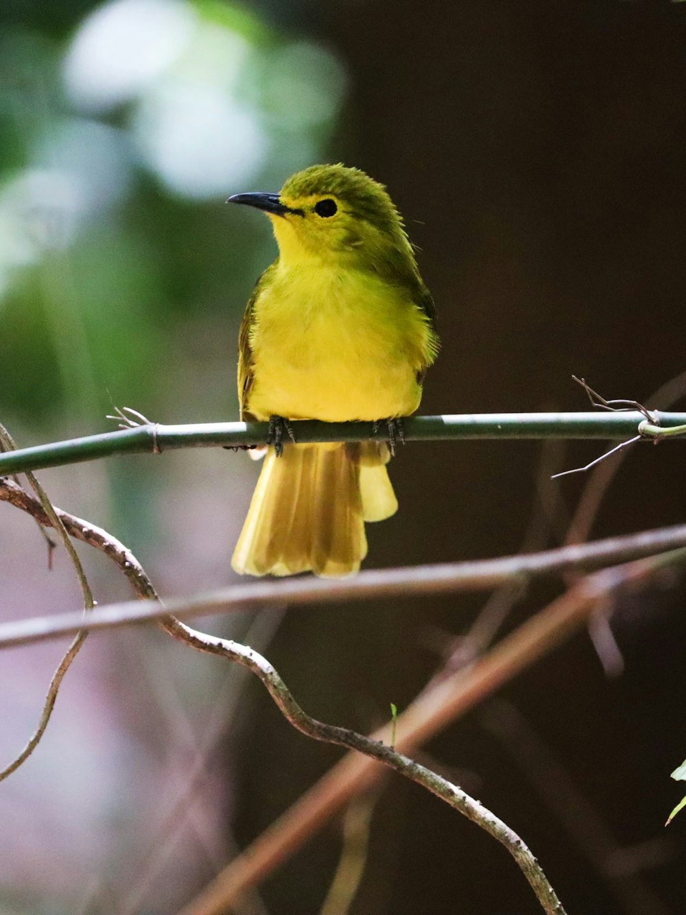 a small yellow bird sitting on a branch