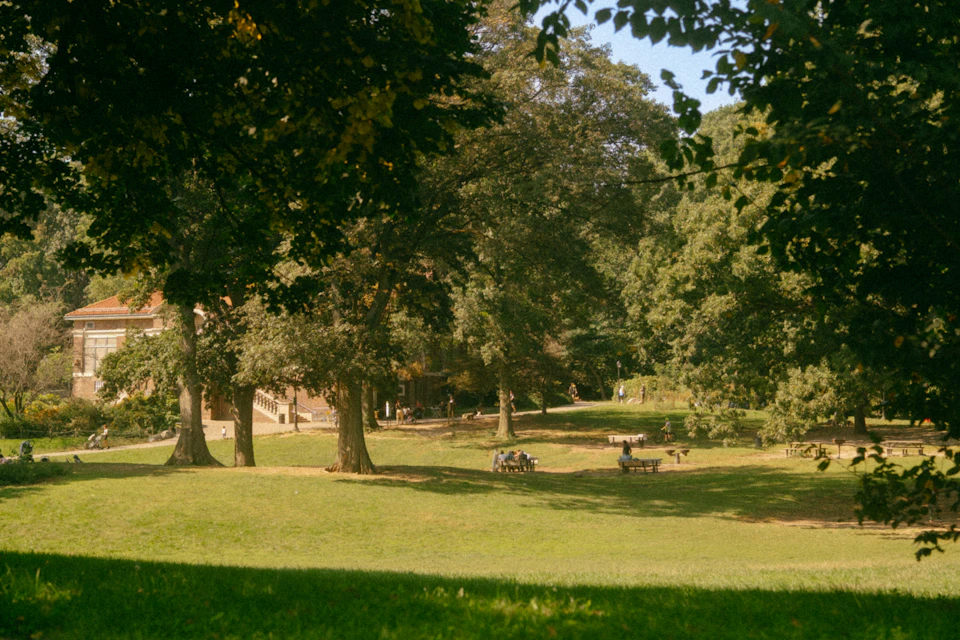 Serene park scene with lush green grass and tall trees surrounding picnic areas outdoors