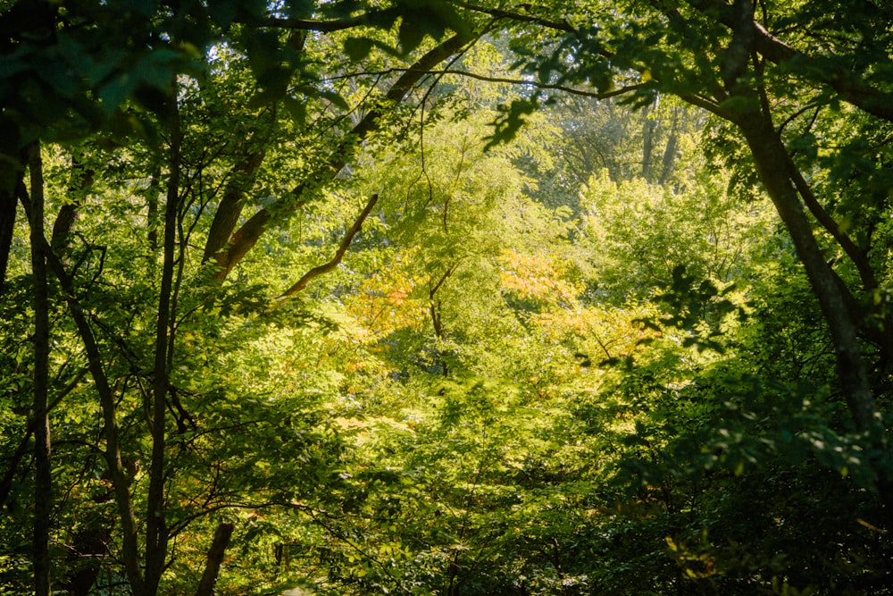 a lush green forest filled with lots of trees