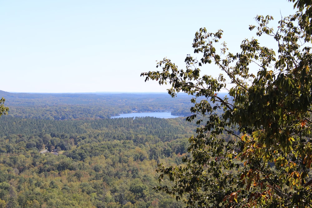 a view of a forest with a lake in the distance