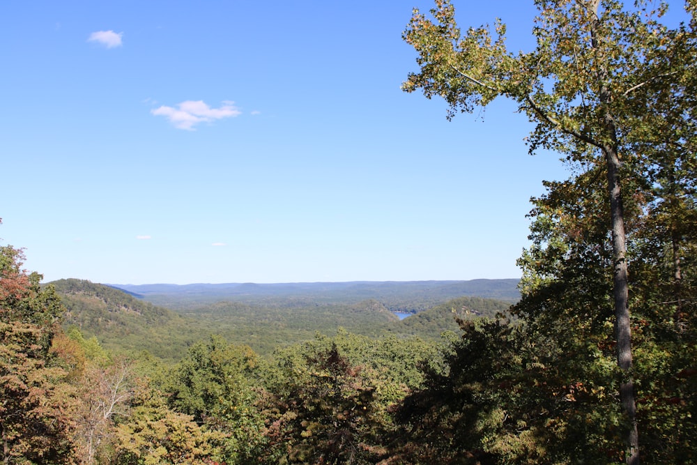 a view of a forest with a lake in the distance