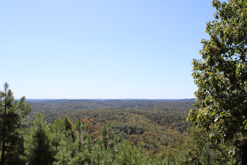 a view of a forest from a distance