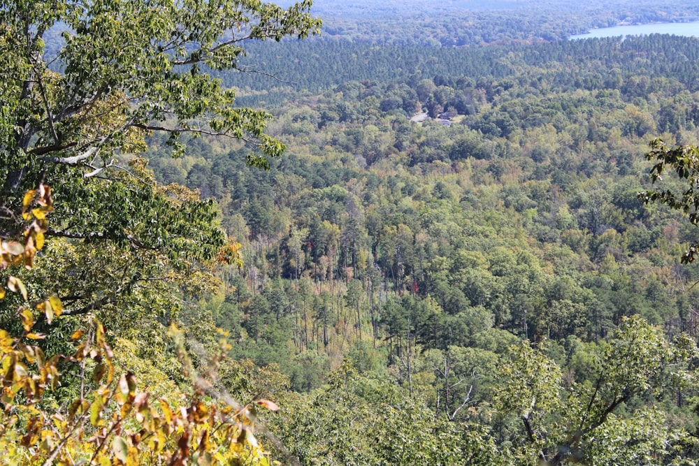 a view of a forested area with a lake in the distance