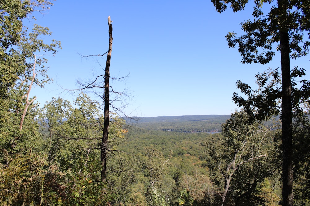 a view of a wooded area with a blue sky