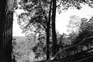 A wooded area with dense trees and foliage, showcasing both upright and fallen trees. A mix of tree trunks and branches is visible with a distant view of a forested horizon under a bright sky.