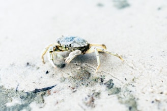 A small crab with a weathered shell is walking on a sandy, textured surface. The shell appears slightly worn and the crab's legs are extended, casting soft shadows on the sand.