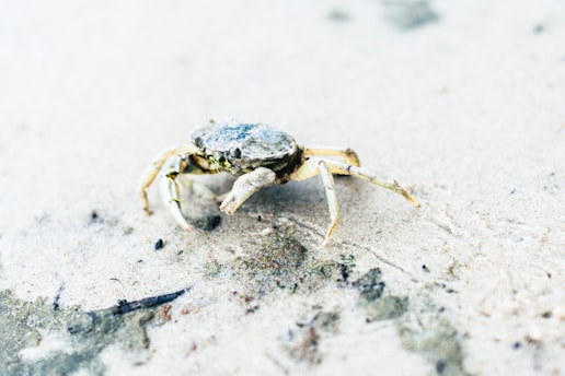 A small crab with a weathered shell is walking on a sandy, textured surface. The shell appears slightly worn and the crab's legs are extended, casting soft shadows on the sand.