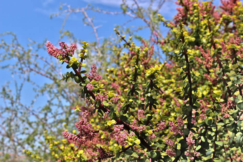 un arbusto con flores rosadas y hojas verdes