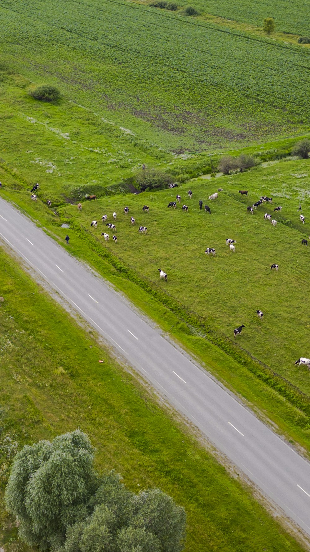 a herd of cattle grazing on a lush green field