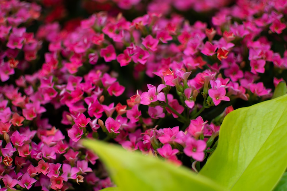 a bunch of pink flowers with green leaves