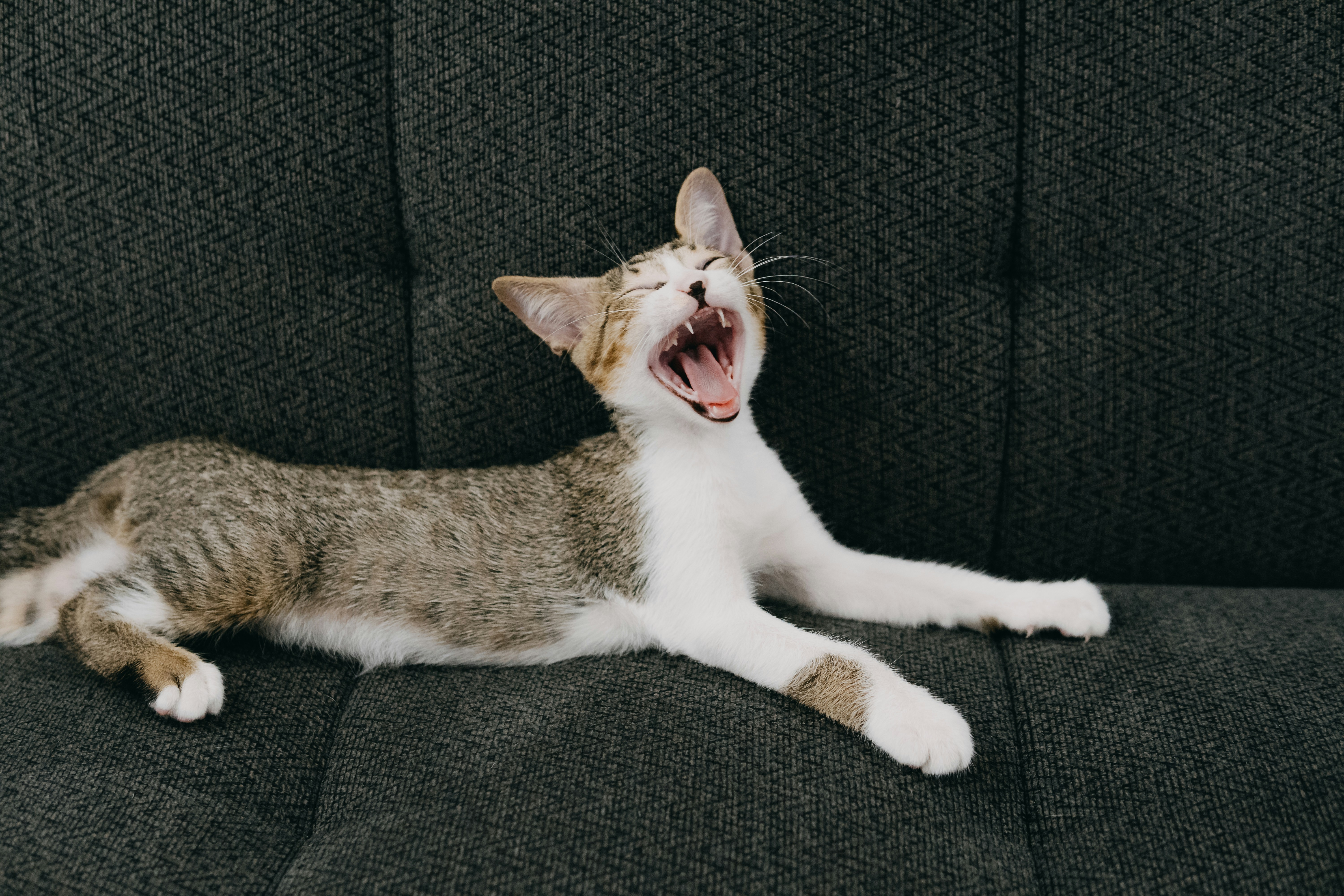 8 Kitten Behavior Training Techniques for Scheduled Feeding