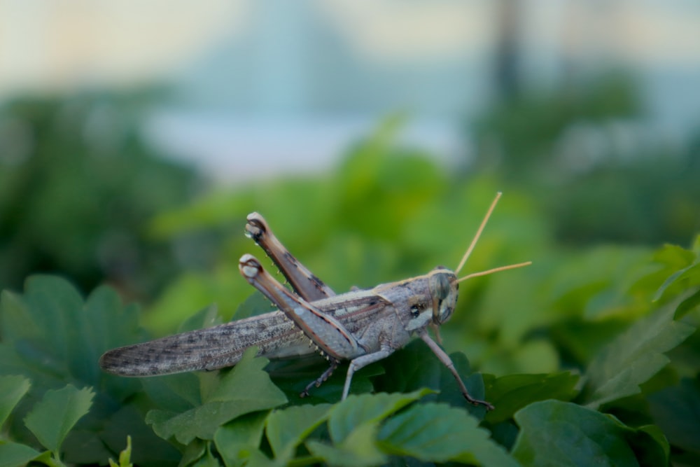 a close up of a grasshopper on a plant