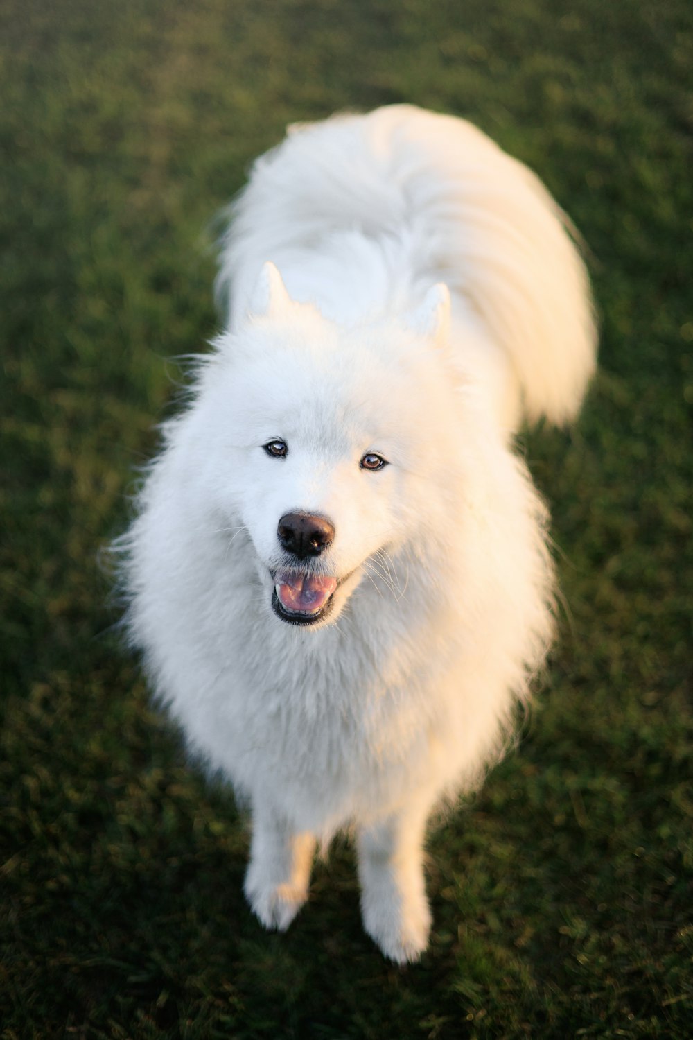 a white dog standing on top of a lush green field