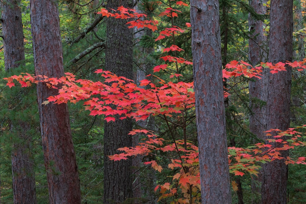 Una foresta piena di molti alberi coperti di foglie rosse