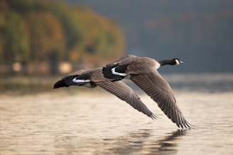 Best Products for Waterfowl Decoy Spreads & Setups