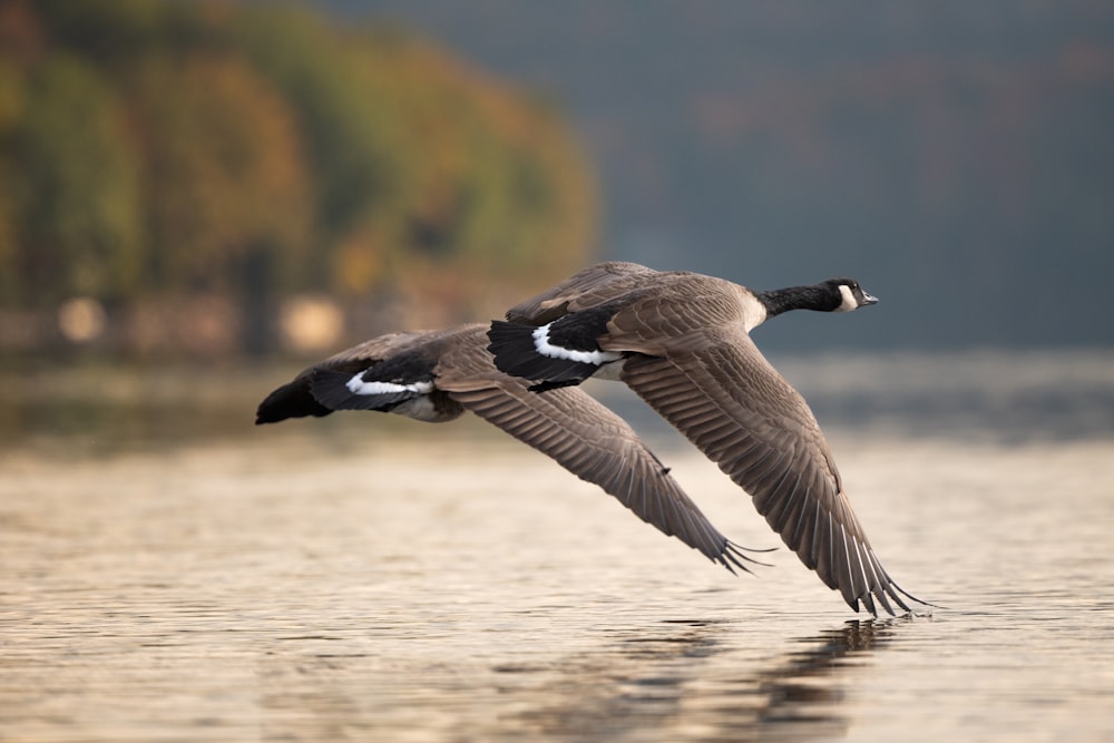 a couple of birds flying over a body of water