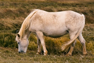 A Percheron crossed with a Paso Fino mare grazing in a sunny field.