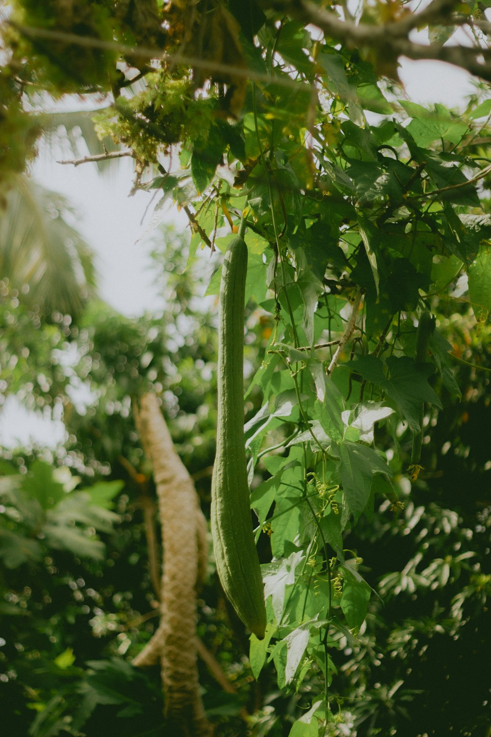 a cucumber hanging from a tree in a forest