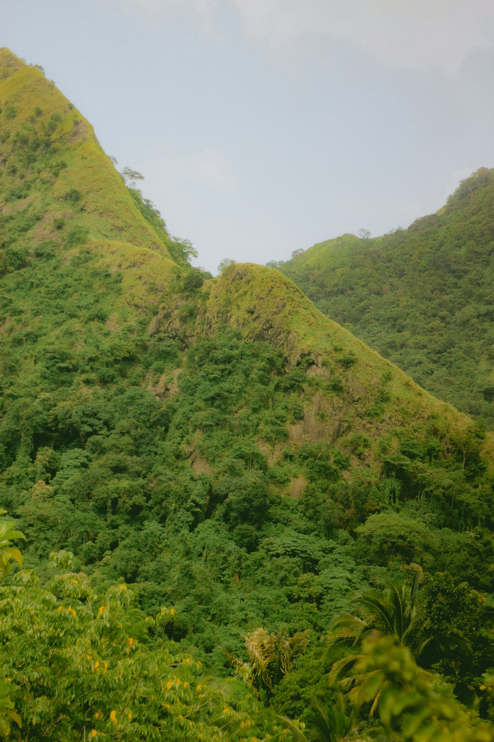 a lush green hillside covered in lots of trees