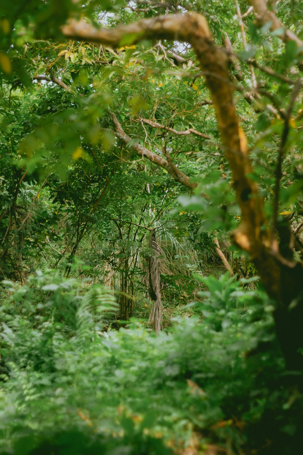 a lush green forest filled with lots of trees