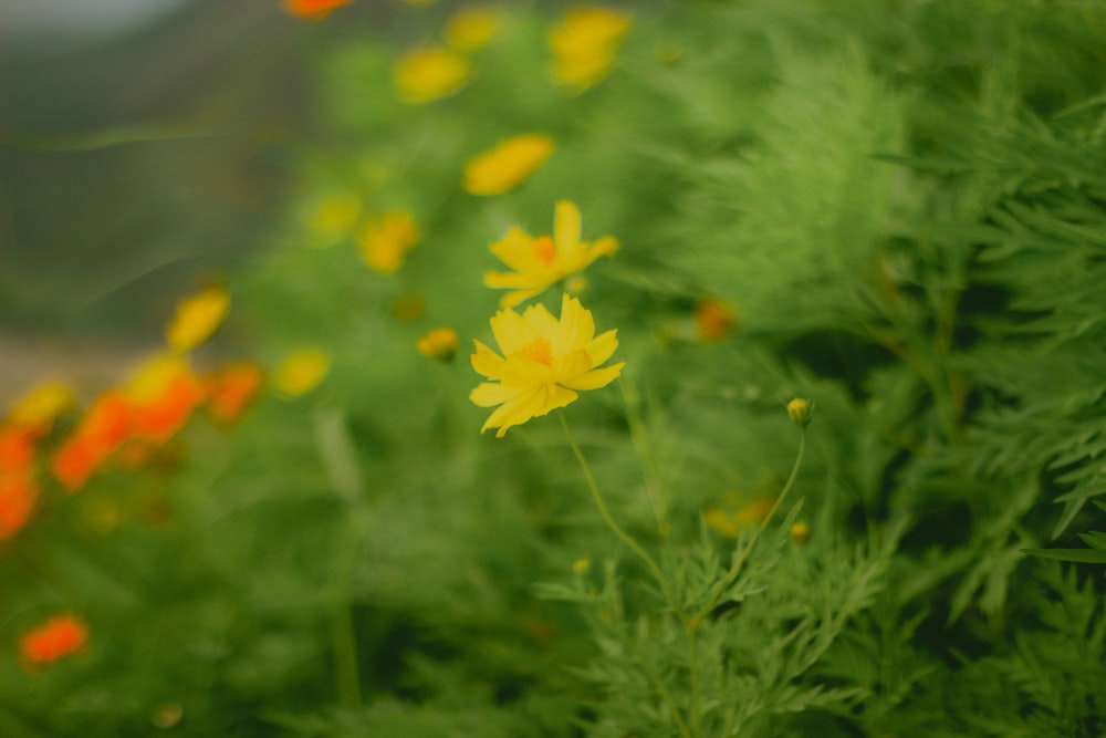 a close up of a yellow flower in a field