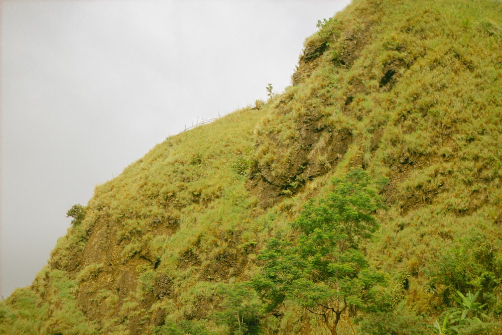 a very tall hill with trees on the side of it