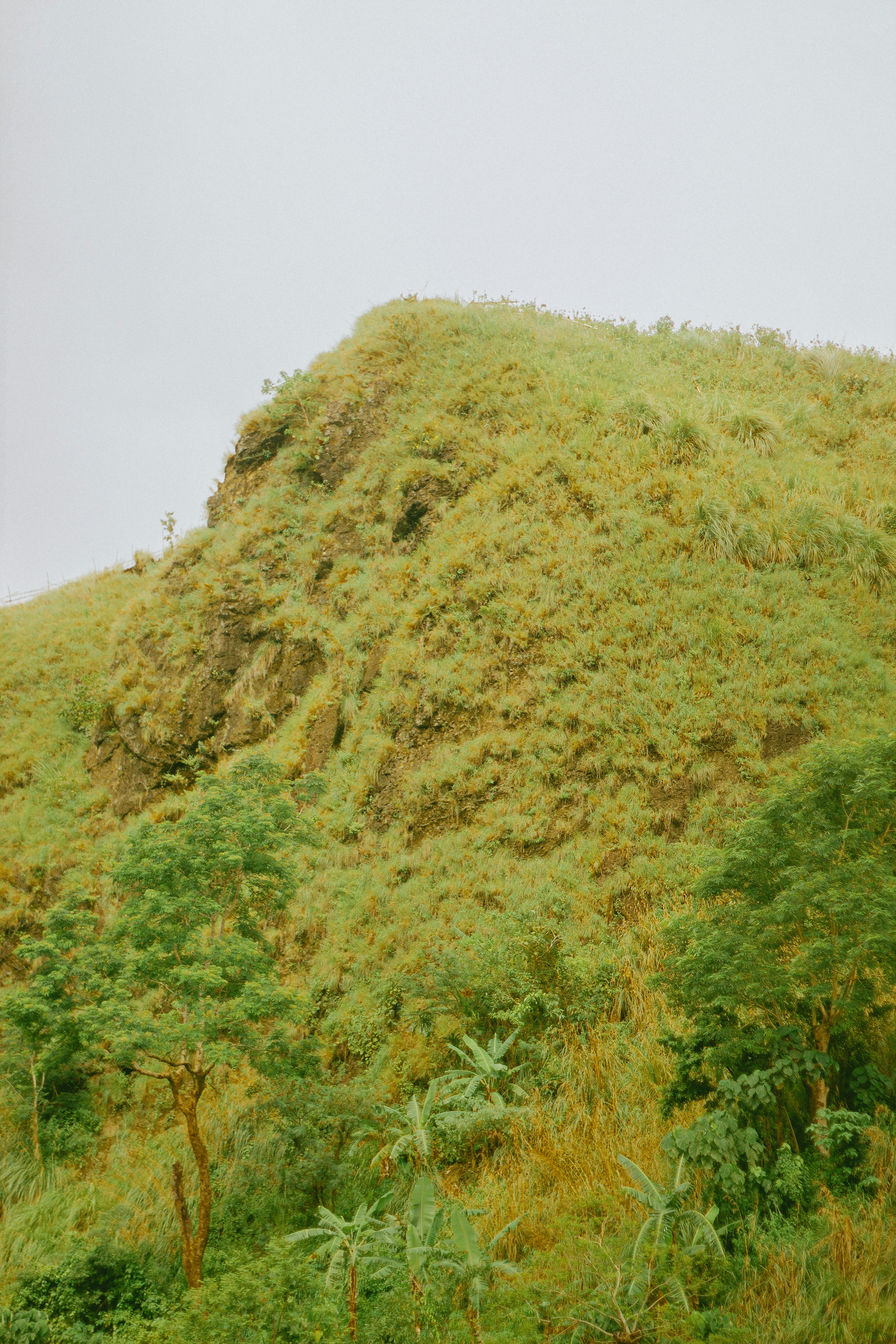 a cow standing on top of a lush green hillside