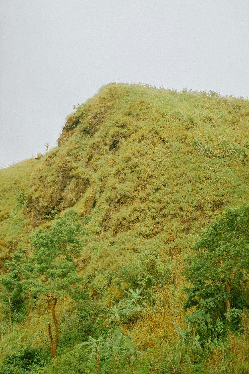 a cow standing on top of a lush green hillside