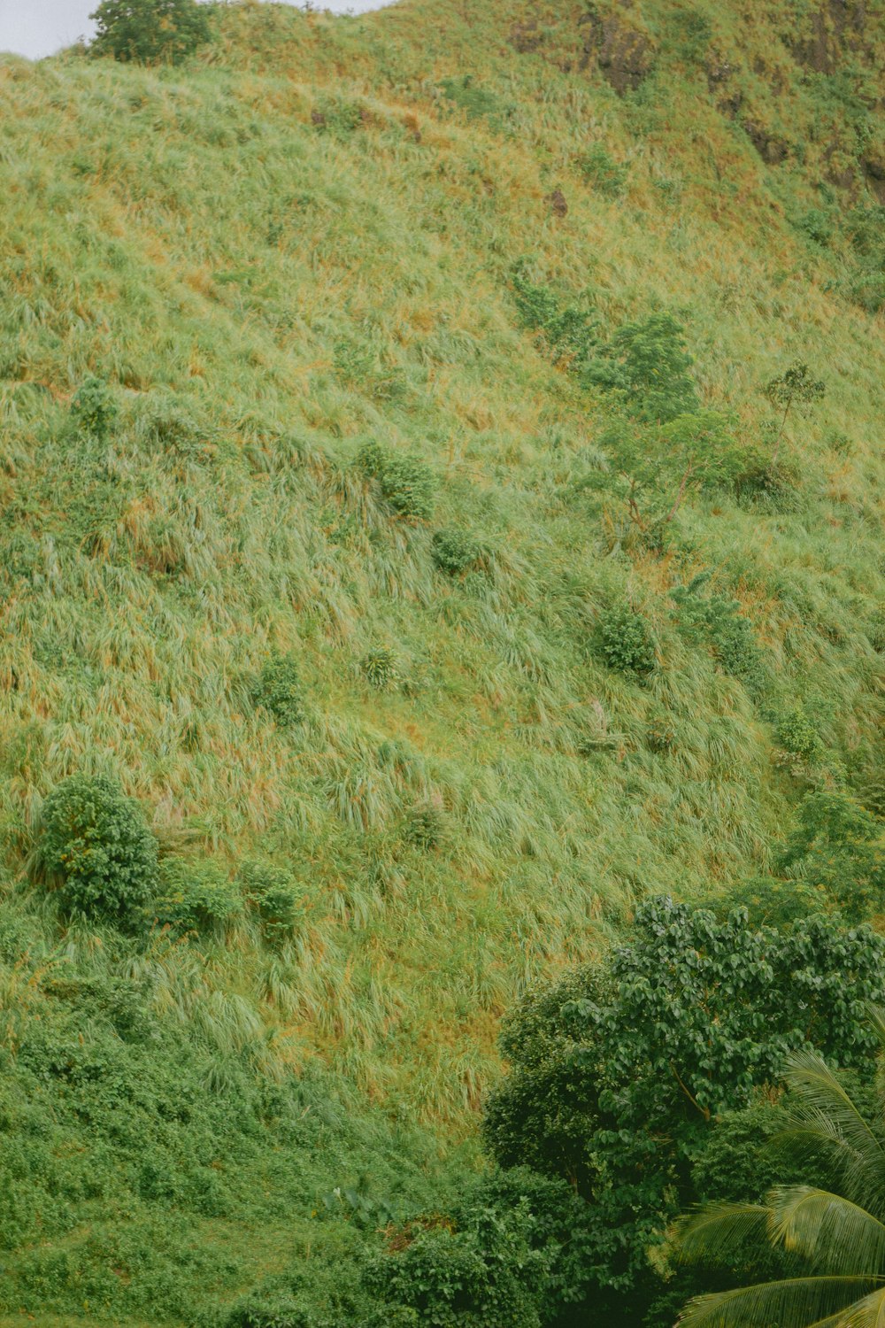 a cow standing on top of a lush green hillside