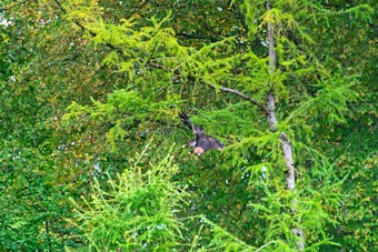 A dense forest scene with vibrant green foliage dominates the image. A large bird of prey is in flight through the trees, its wings spread wide as it navigates the branches.