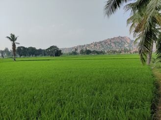 A lush, green paddy field stretches across the foreground, bordered by tall palm trees. In the background, a rocky hill rises under a pale blue sky, with scattered clouds. Trees are visible along the horizon, adding depth to the landscape.