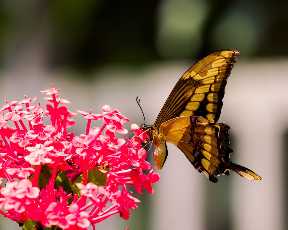 a yellow butterfly sitting on top of a pink flower