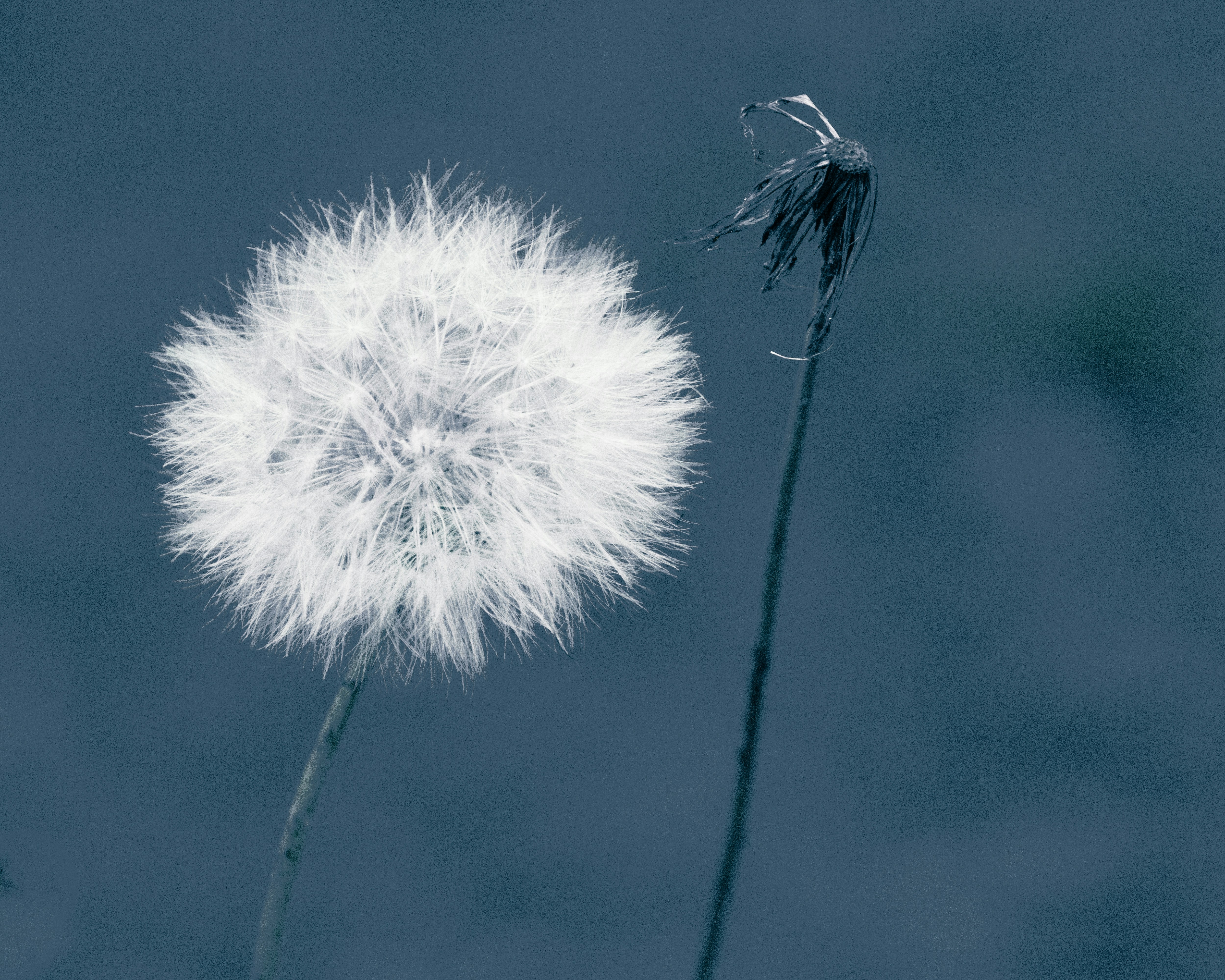a dandelion is blowing in the wind
