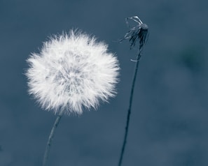 A close-up of a dandelion puff and a wilted dandelion on slender stems, set against a cool-toned, blurred background. The dandelion puff is full and fluffy, while the wilted one shows the remnants of its dispersing seeds.