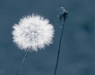 A close-up of a dandelion puff and a wilted dandelion on slender stems, set against a cool-toned, blurred background. The dandelion puff is full and fluffy, while the wilted one shows the remnants of its dispersing seeds.