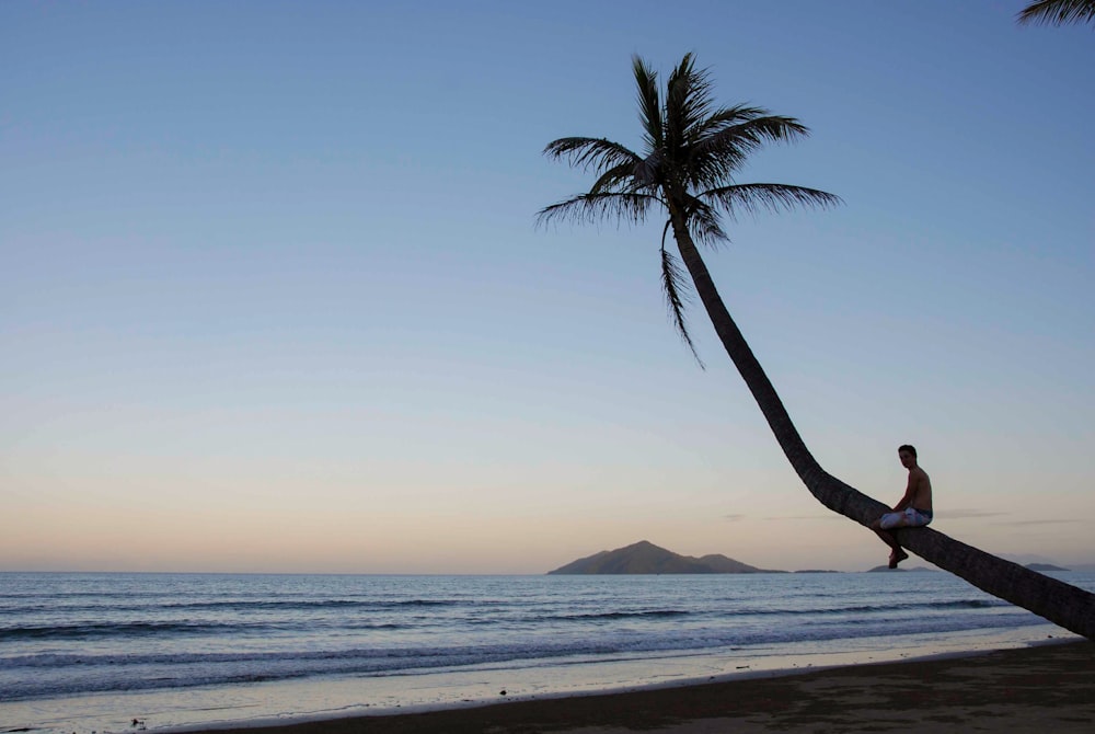a man sitting on a palm tree on a beach