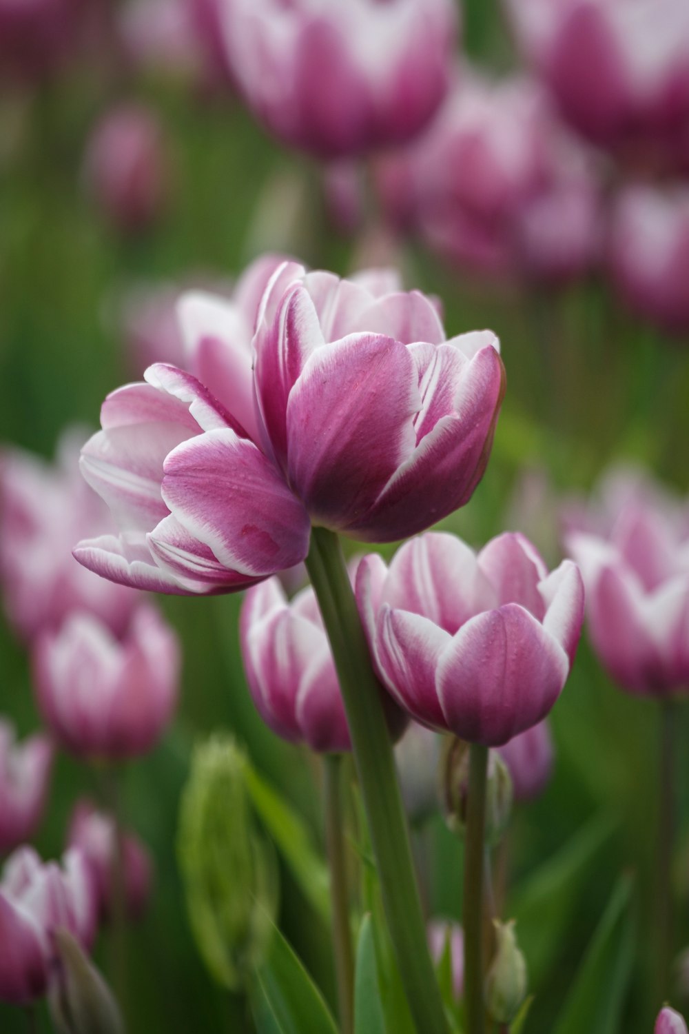 a close up of a bunch of pink flowers