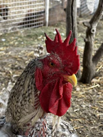A close-up of a Kelso gamefowl with light silver plumage standing alert yet calm in a natural setting.