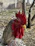 Close-up of a fierce Sweater Grey gamefowl poised in an aggressive stance.