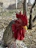 Close-up of a fierce Sweater Grey gamefowl poised in an aggressive stance.