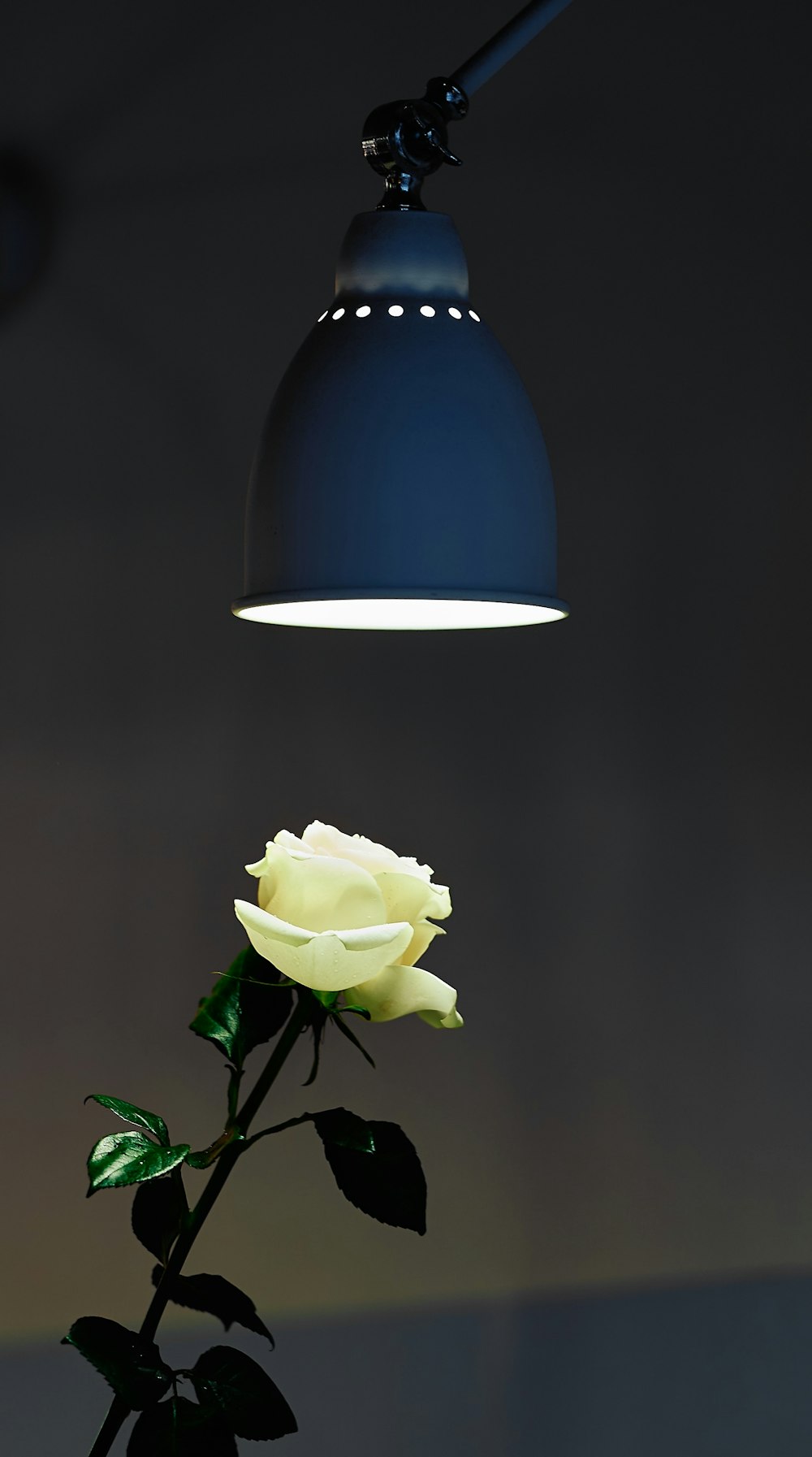 a single white rose in a vase under a light