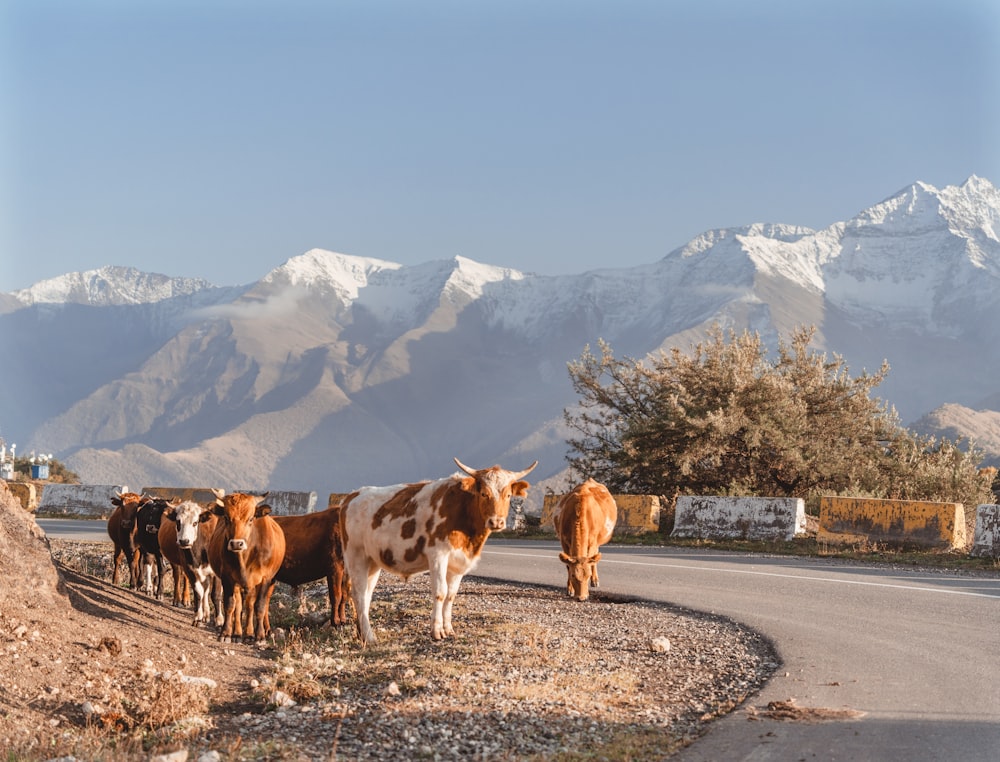 Un troupeau de bovins debout sur le bord d’une route
