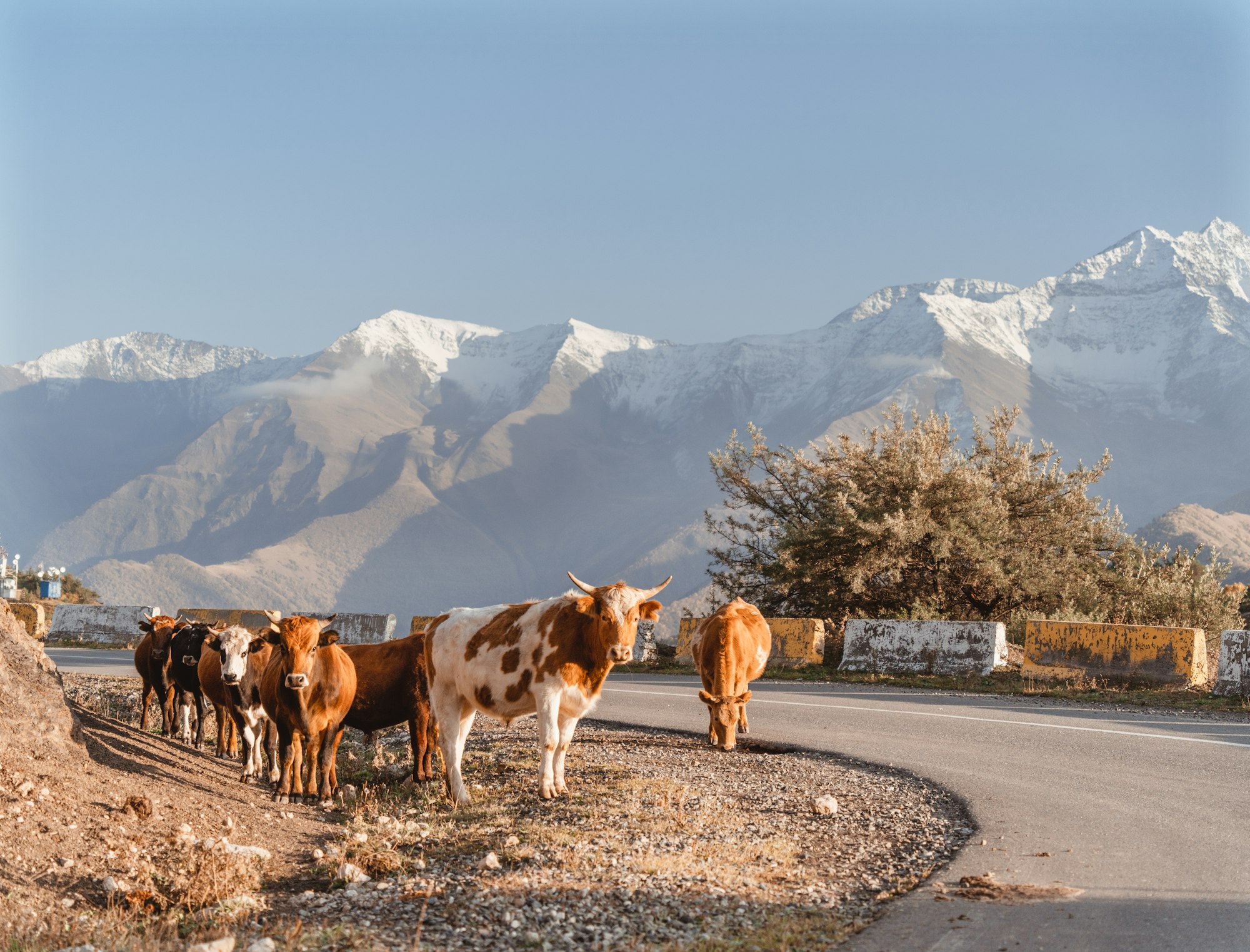 a herd of cattle standing on the side of a road