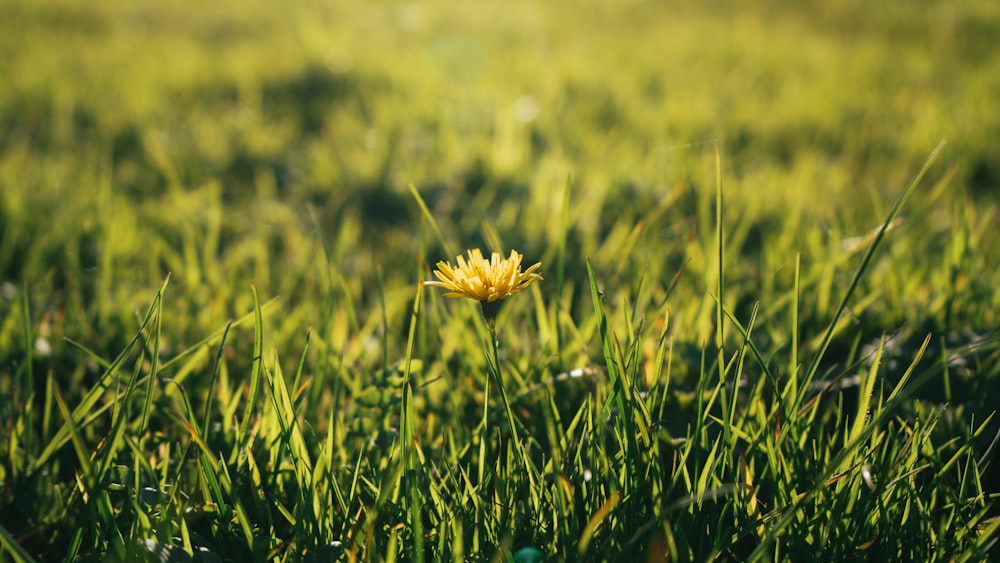a single yellow flower in the middle of a grassy field