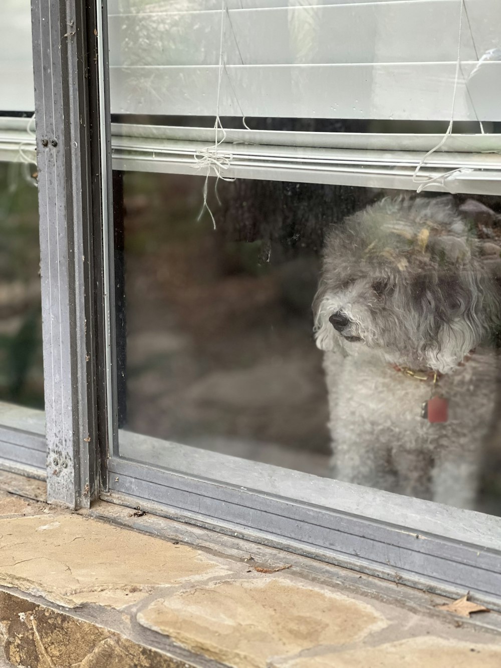 a dog looking out of a window at something outside