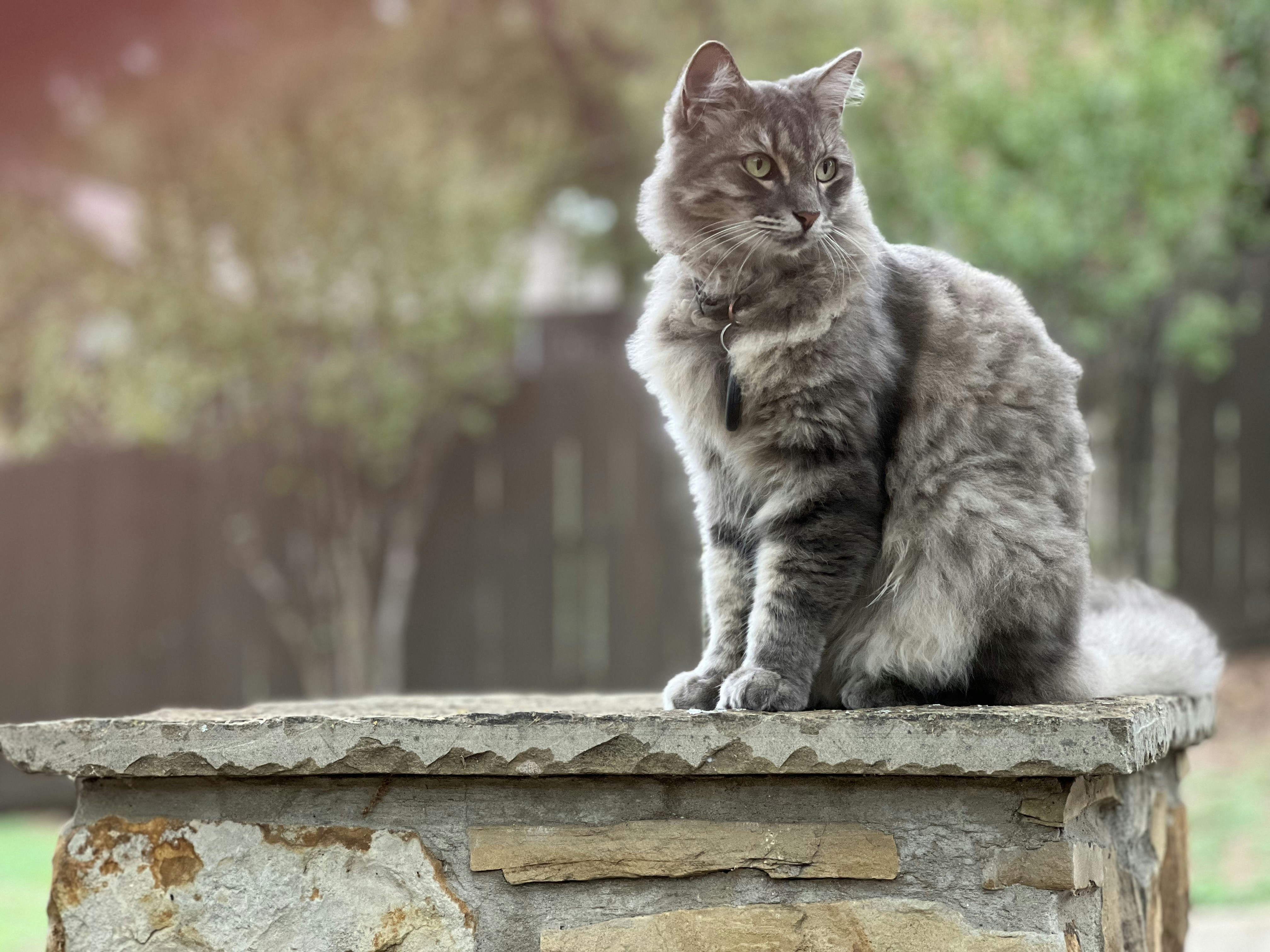 Siberian: Fluffy Survivors with Hypoallergenic Appeal (image credits: unsplash)