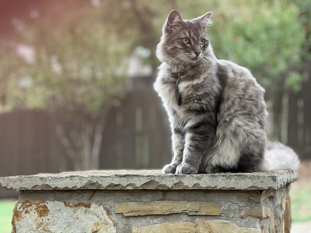 a cat sitting on top of a stone wall