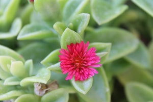 Double Petal Adenium