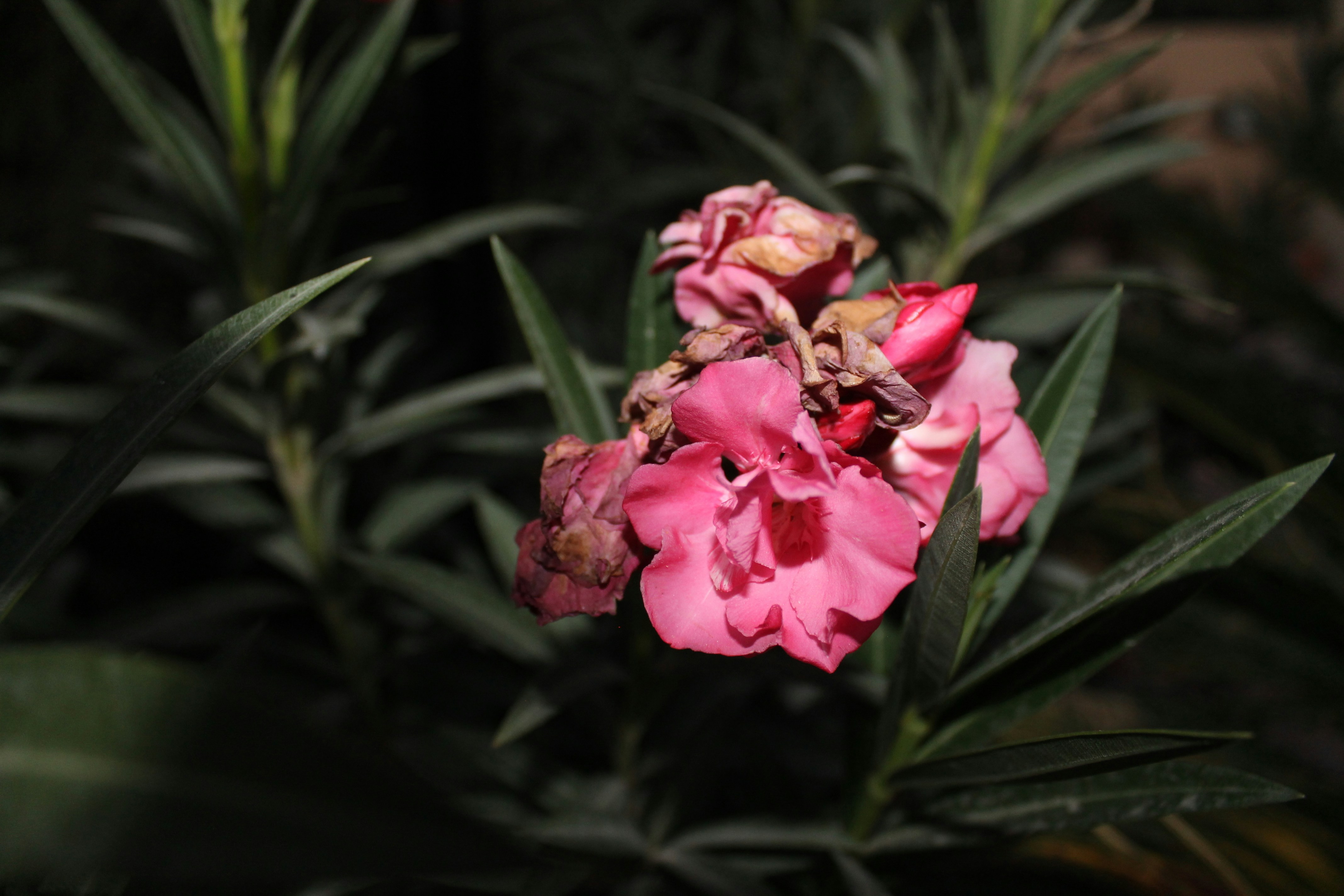 Photo by arshadkhilji